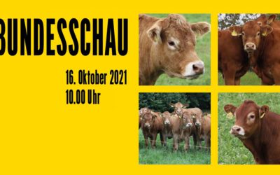Bundesschau der Rinderrasse Limousin – 16. Oktober 2021