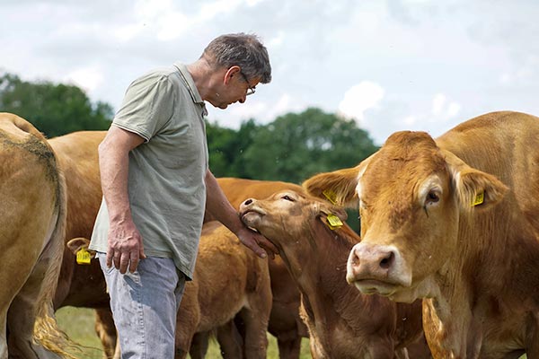 Limousin-Zuechter03_600x400